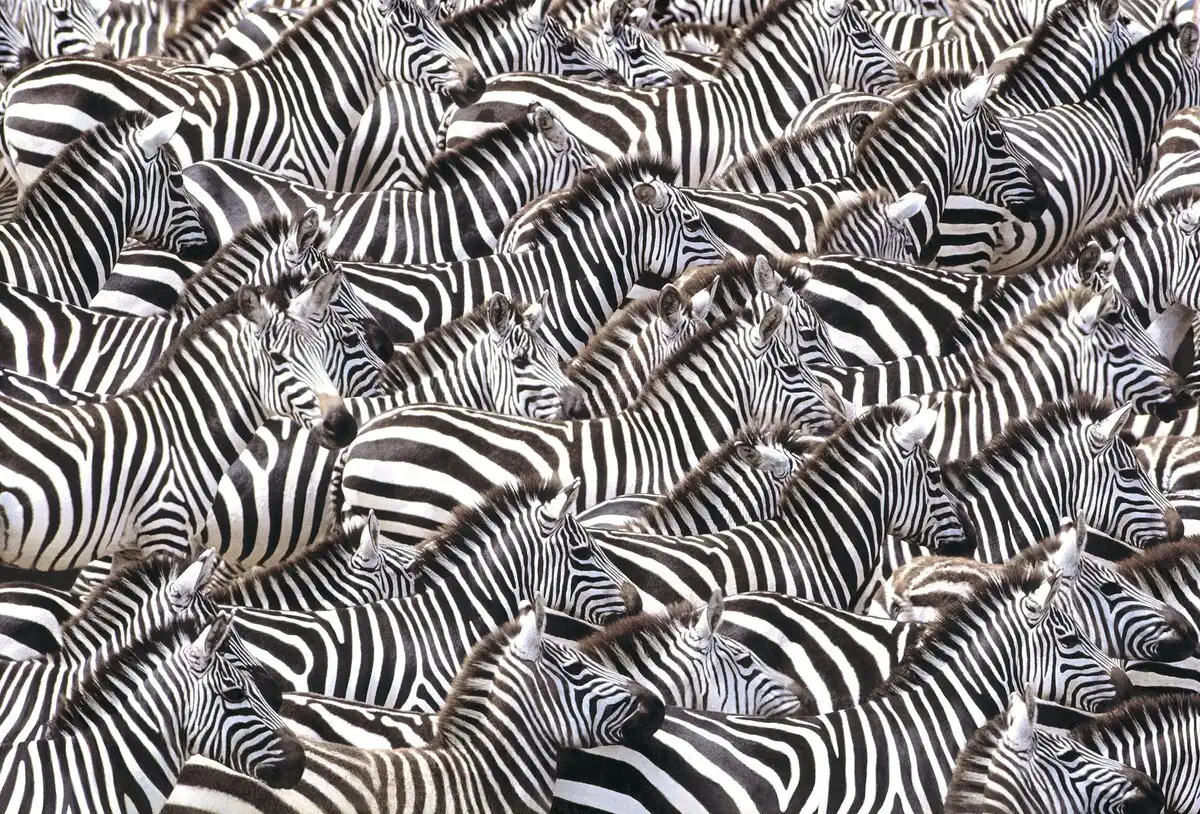 A zebrák csíkjai nem a ragadozók ellen védenek és nem is a melegtől. Ennél sokkal zseniálisabb oka van afrika, állatok, biológia, bögöly, csíkok, evolúció, kutatás, légy, paraziták, rovarok, természet, tudomány, túlélés, védekezés, vérszívó, zebra, zoológia