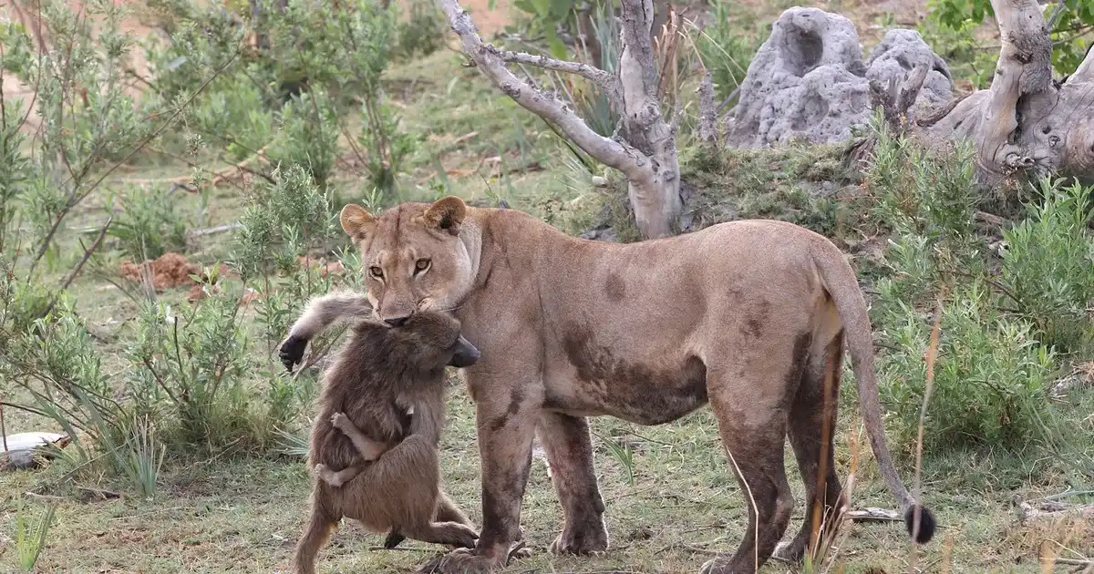 Miért lopnak a majmok oroszlánkölyköket? afrika, állatkölykök, állatvilág, evolúció, főemlősök, Kruger Nemzeti Park, leopárdok, Oroszlánkirály, oroszlánok, páviánok, ragadozók, Simba, szavanna, természet, túlélés, viselkedés