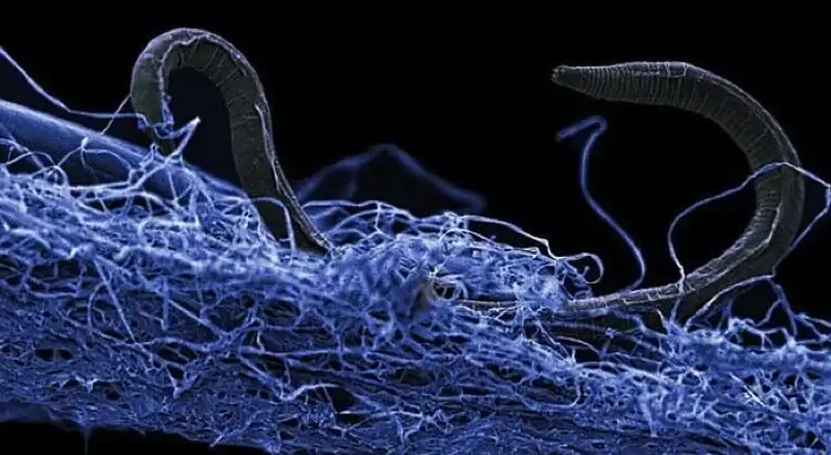 asztrobiológia, bioszféra, élet, extremofilek, felfedezés, földalatt, mélység, mikrobák, ökoszisztéma, tudomány