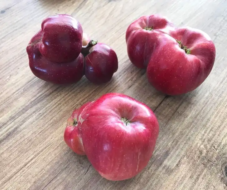 achát, állat, alma, baleset, biztosítótű, blokk, bölcsességfog, chips, emberi test, érdekes, erdő, fa, Fotó, furcsa, galamb, gomba, hangya, homár, jegyzettömb, kabóca, kaktusz, képek, különleges, macska, madár, melegítőpalack, móló, növény, Nutella, ritka, strandszék, szappan, szardíniásdoboz, szokatlan, tárgy, természet, tűzoltó készülék, vicces, WC