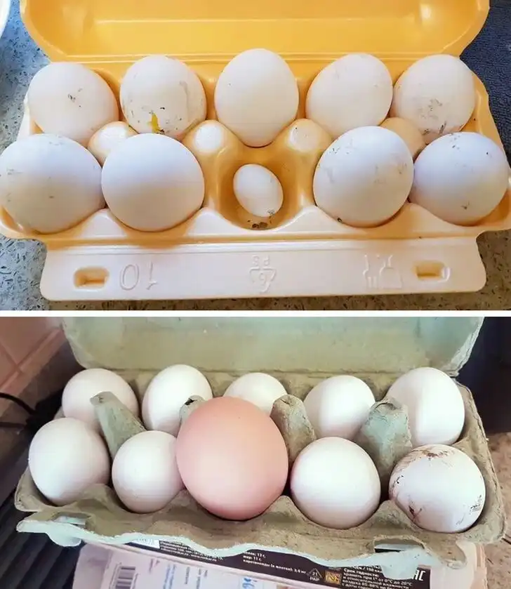 állatok, érdekes, felhasználók, Fotó, gyűjtemény, humor, internet, jelenségek, kép, közösségi média, lenyűgöző, megosztás, növények, ritka, szokatlan, tárgyak, természet, wow