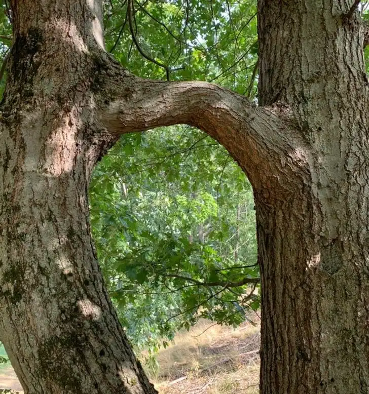 állatok, érdekes, felhasználók, Fotó, gyűjtemény, humor, internet, jelenségek, kép, közösségi média, lenyűgöző, megosztás, növények, ritka, szokatlan, tárgyak, természet, wow