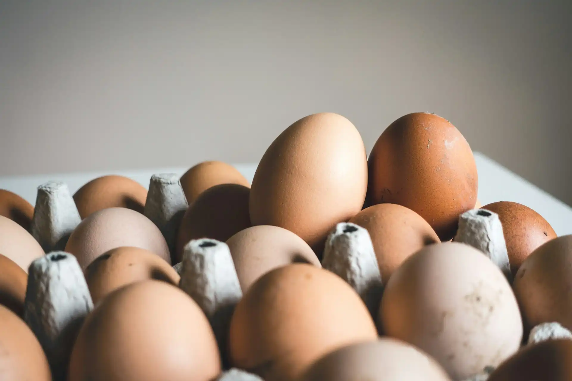 avokádó, baktériumok, campylobacter, csírák, csirke, darált hús, dinnye, e coli, élelmiszerbiztonság, ételfertőzés, ételmosás, hal, higiénia, italosdoboz, konyhai higiénia, listeria, marhahús, szalmonella, tojás, toxoplasma, zöldség