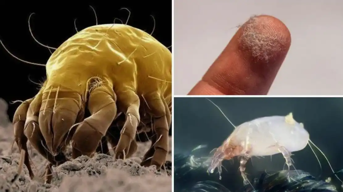 ágynemű, alkohol, allergia, diatomaföld, fagy, függöny, gőztisztító, háztartás, hidrogén-peroxid, kárpit, matrac, megelőzés, otthon, poratka, poratka allergia, poratka irtás, só, szegfűszegolaj, szőnyeg, takarítás, védekezés