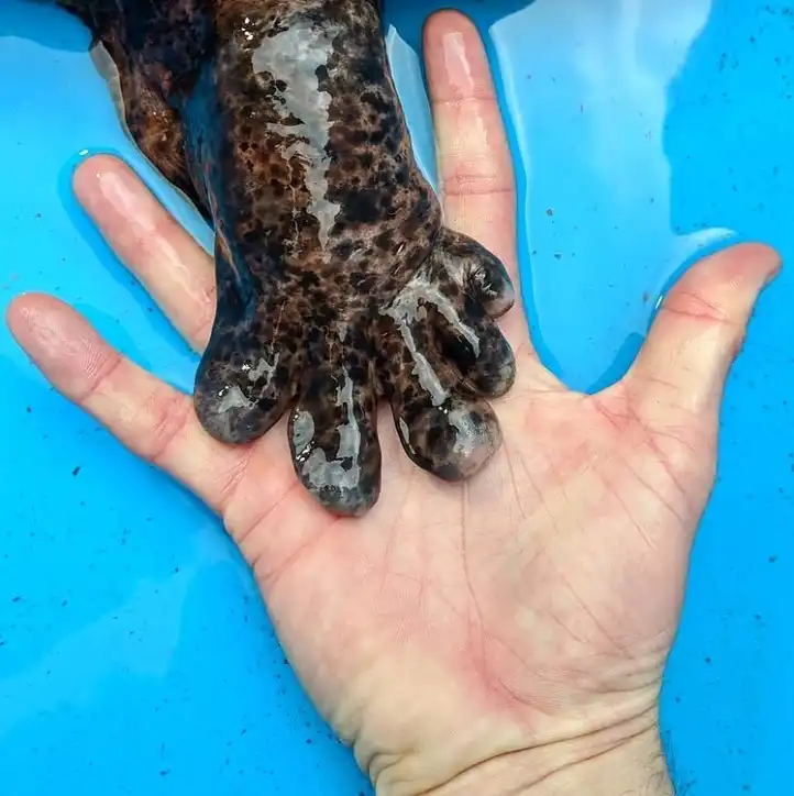 20+ fotó, amivel 5 perc alatt tágíthatod a látókörödet a világ dolgaival kapcsolatban állatok, érdekes tények, érdekességek, furcsaságok, környezetvédelem, Kultúra, ritkaságok, technológia, természet, történelem, tudomány, újrahasznosítás