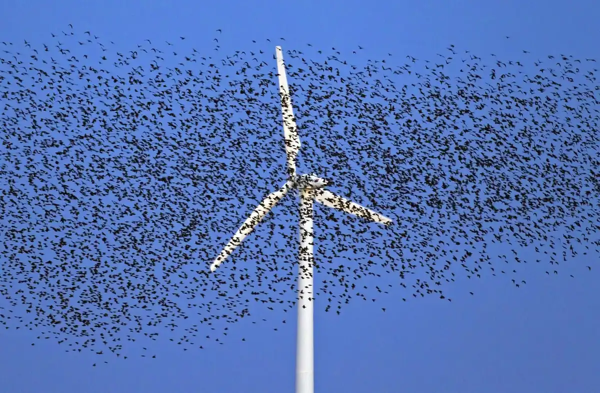 Dilemma, energia, fenntarthatóság, hatás, környezetvédelem, Ökológia, szélerőmű, technológia, természet, vadvilág