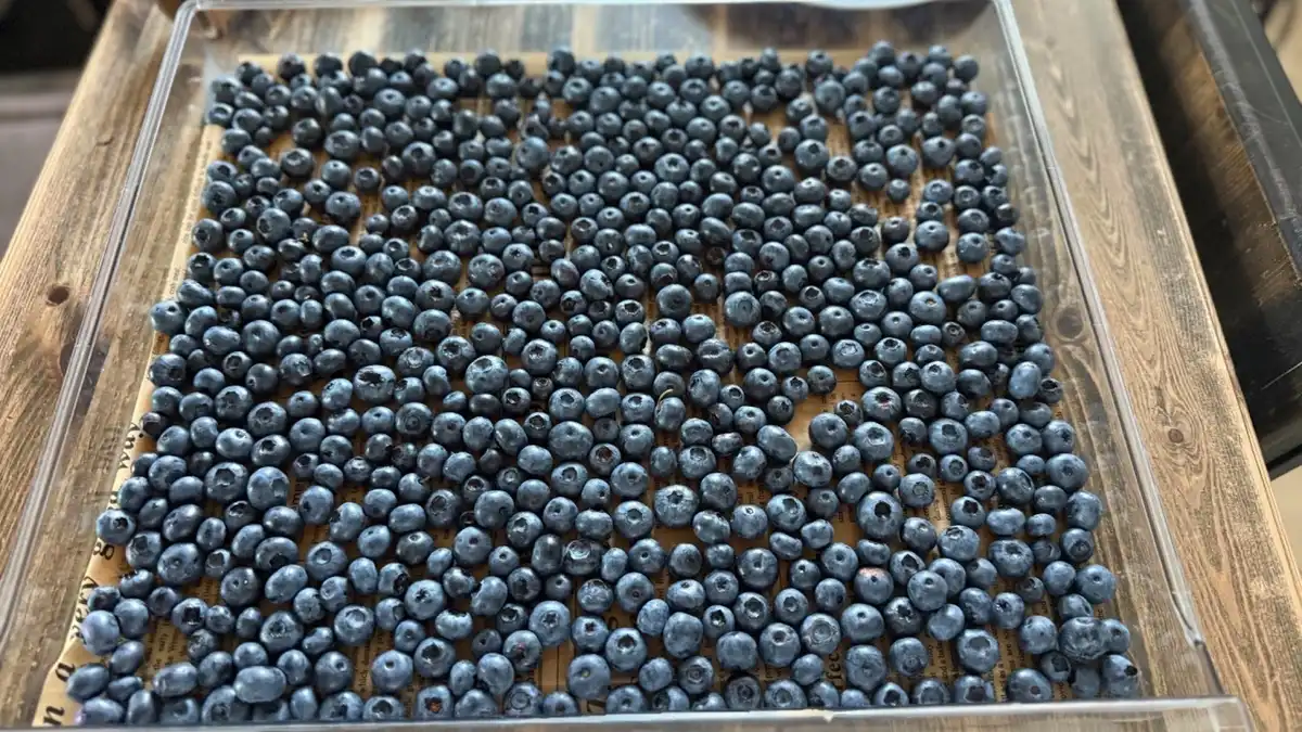 áfonya, befőzés, egészség, fagyasztás, gyümölcs, háztartás, konyha, recept, tartósítás, télire