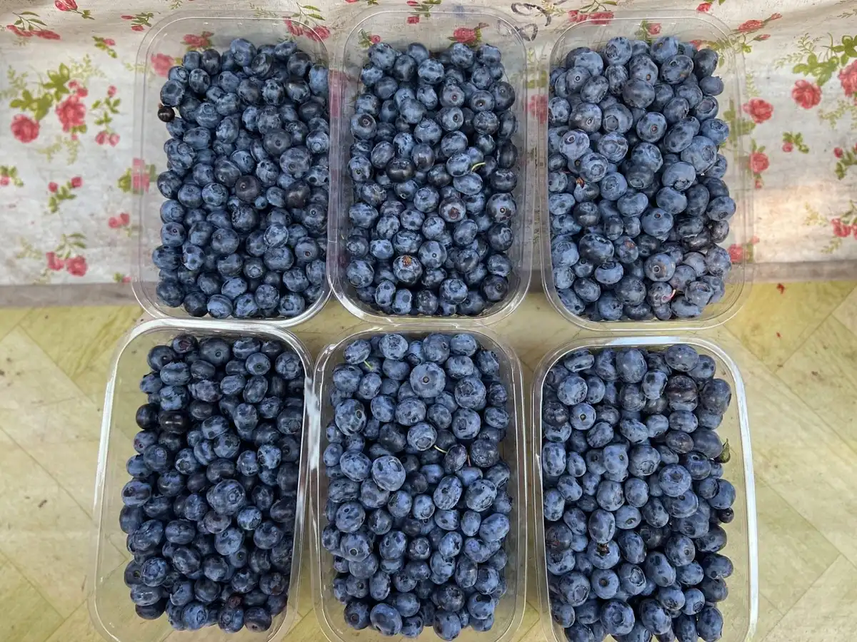 áfonya, befőzés, egészség, fagyasztás, gyümölcs, háztartás, konyha, recept, tartósítás, télire