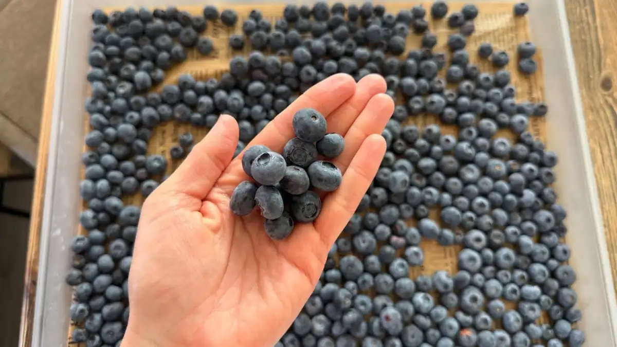 áfonya, befőzés, egészség, fagyasztás, gyümölcs, háztartás, konyha, recept, tartósítás, télire