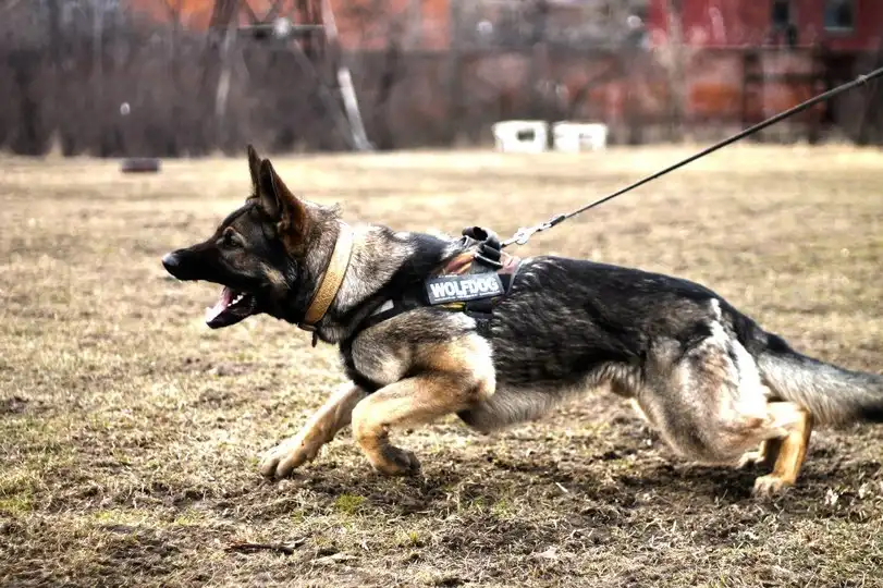 állatvédelem, egészség, elfajulás, kinológia, kutya, munkakutya, németjuhász, népszerűség, showkutya, tenyésztés