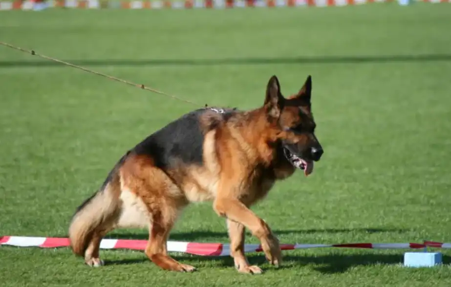 állatvédelem, egészség, elfajulás, kinológia, kutya, munkakutya, németjuhász, népszerűség, showkutya, tenyésztés