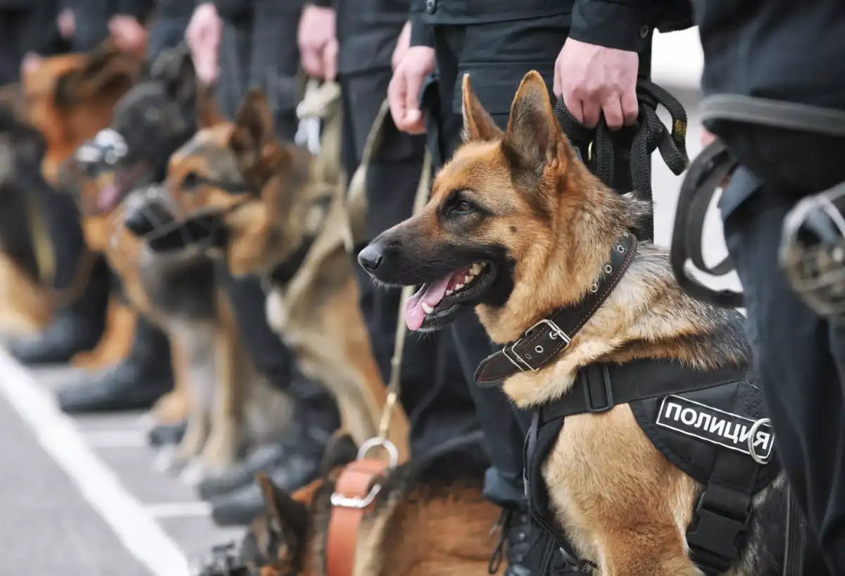 állatvédelem, egészség, elfajulás, kinológia, kutya, munkakutya, németjuhász, népszerűség, showkutya, tenyésztés