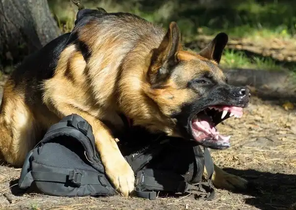 állatvédelem, egészség, elfajulás, kinológia, kutya, munkakutya, németjuhász, népszerűség, showkutya, tenyésztés