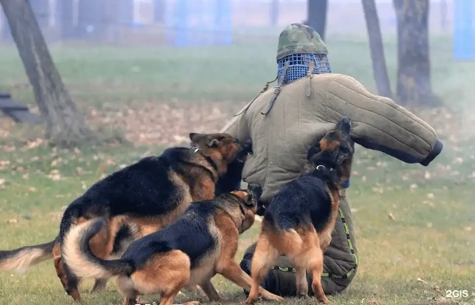 állatvédelem, egészség, elfajulás, kinológia, kutya, munkakutya, németjuhász, népszerűség, showkutya, tenyésztés