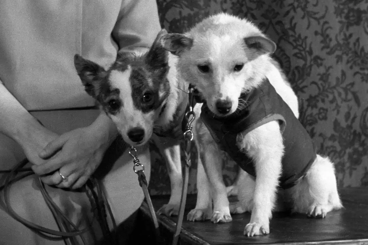 biológia, érdekes tények, film érdekességek, furcsa tények, jog, kozmosz, rejtélyek, történelem, tudomány, űrkutatás