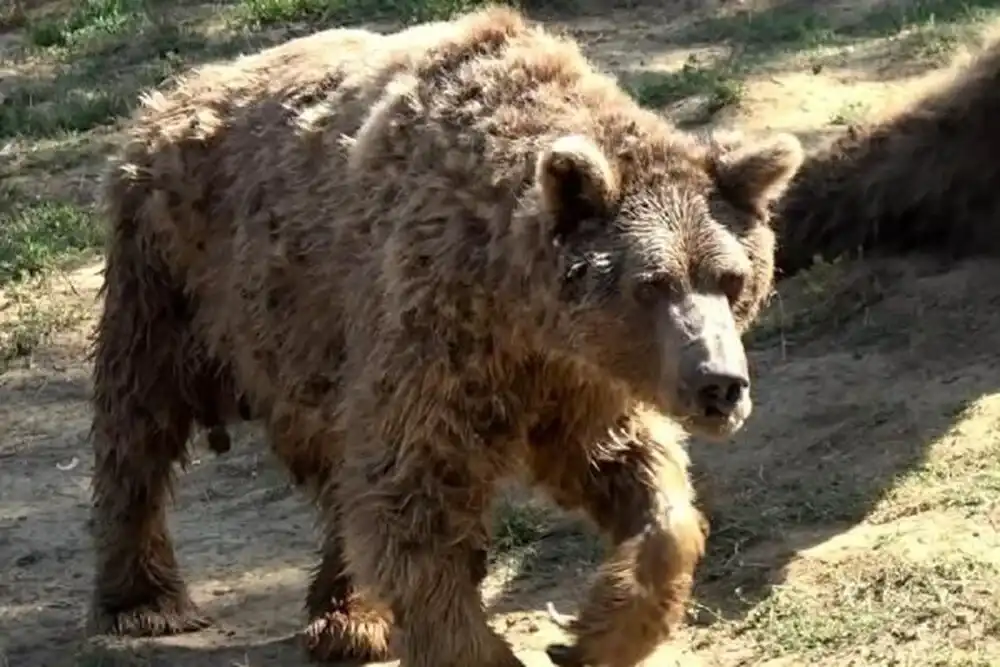 A hibernálás egy halálos próbatétel. Mit kell tennie egy medvének, hogy túlélje a telet? állatok, állatvilág, alvás, barlang, biológia, életmód, érdekességek, evolúció, hibernáció, medve, medvék, szaporodás, táplálkozás, tél, téli álom, természet, túlélés, zsírréteg
