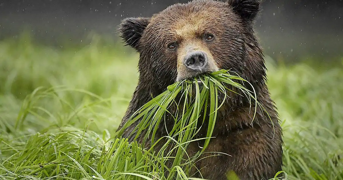 A hibernálás egy halálos próbatétel. Mit kell tennie egy medvének, hogy túlélje a telet? állatok, állatvilág, alvás, barlang, biológia, életmód, érdekességek, evolúció, hibernáció, medve, medvék, szaporodás, táplálkozás, tél, téli álom, természet, túlélés, zsírréteg