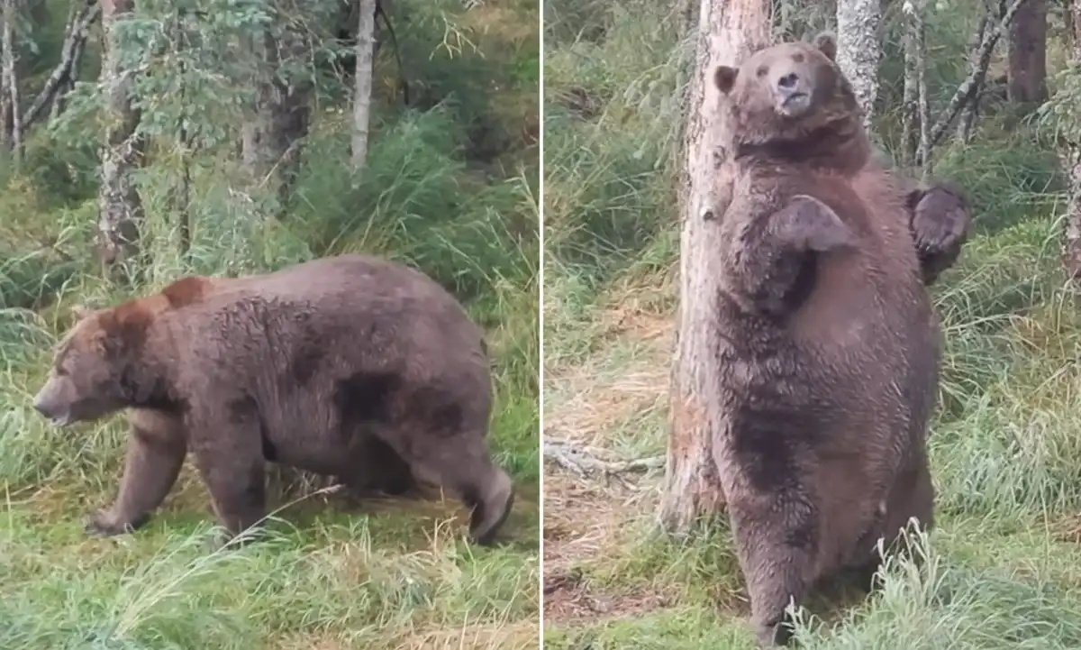A hibernálás egy halálos próbatétel. Mit kell tennie egy medvének, hogy túlélje a telet? állatok, állatvilág, alvás, barlang, biológia, életmód, érdekességek, evolúció, hibernáció, medve, medvék, szaporodás, táplálkozás, tél, téli álom, természet, túlélés, zsírréteg