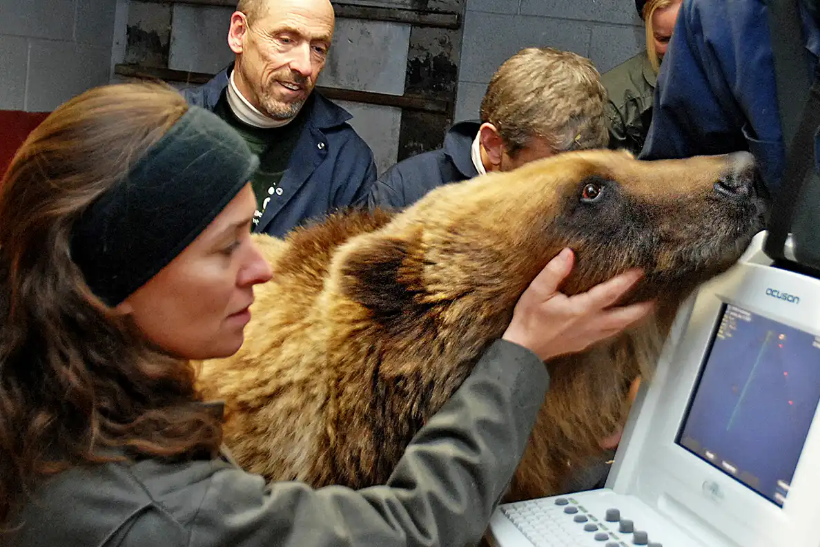 A hibernálás egy halálos próbatétel. Mit kell tennie egy medvének, hogy túlélje a telet? állatok, állatvilág, alvás, barlang, biológia, életmód, érdekességek, evolúció, hibernáció, medve, medvék, szaporodás, táplálkozás, tél, téli álom, természet, túlélés, zsírréteg