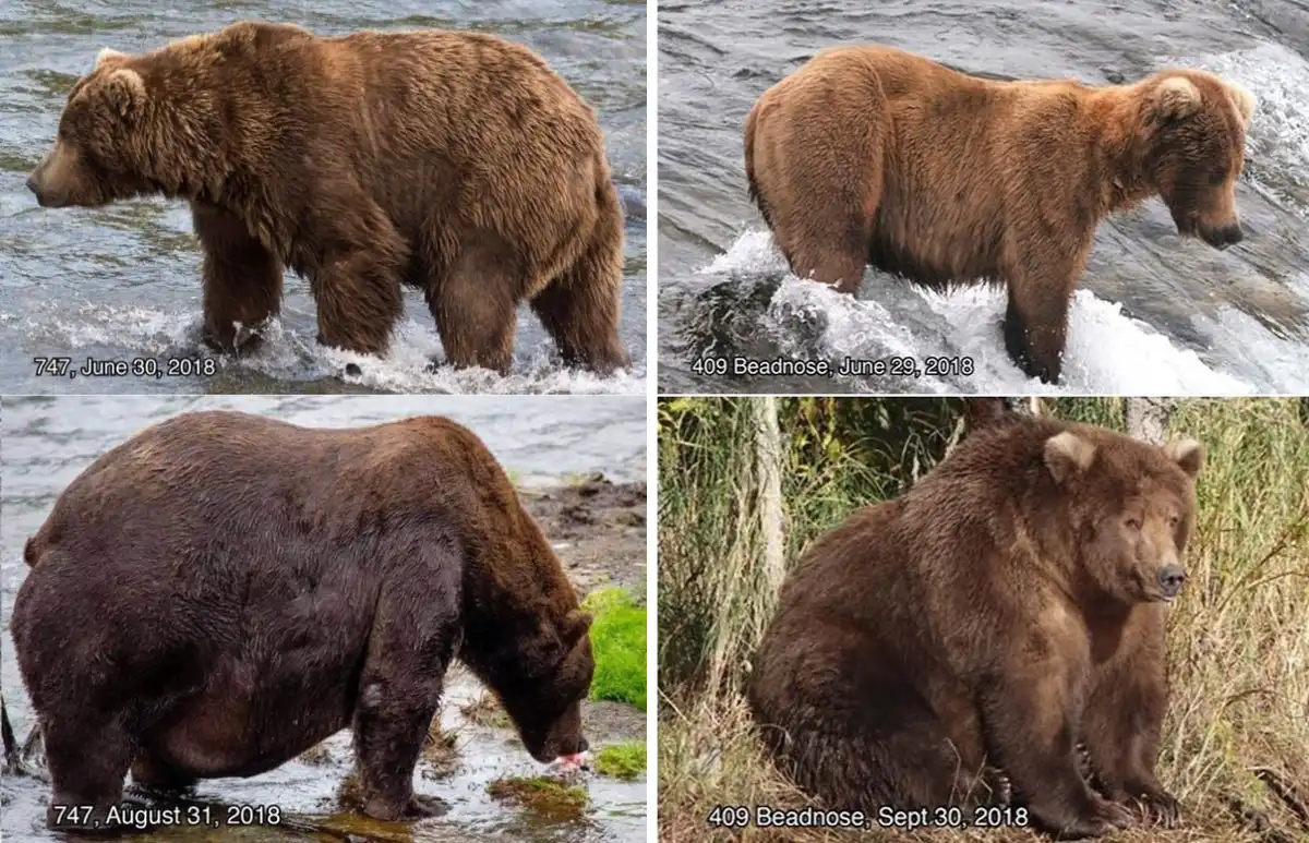 A hibernálás egy halálos próbatétel. Mit kell tennie egy medvének, hogy túlélje a telet? állatok, állatvilág, alvás, barlang, biológia, életmód, érdekességek, evolúció, hibernáció, medve, medvék, szaporodás, táplálkozás, tél, téli álom, természet, túlélés, zsírréteg