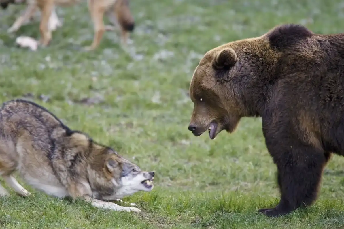 A hibernálás egy halálos próbatétel. Mit kell tennie egy medvének, hogy túlélje a telet? állatok, állatvilág, alvás, barlang, biológia, életmód, érdekességek, evolúció, hibernáció, medve, medvék, szaporodás, táplálkozás, tél, téli álom, természet, túlélés, zsírréteg