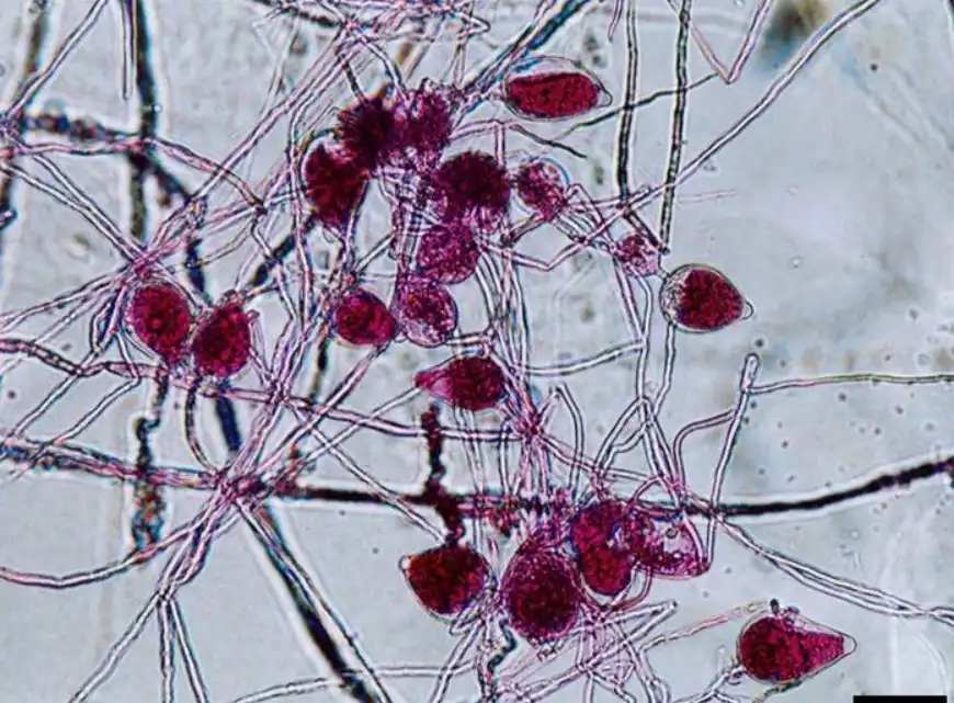 Ázsia, botanika, Érték, Kinam, luxus, Oud, parfüm, ritkaság, spiritualitás, természet