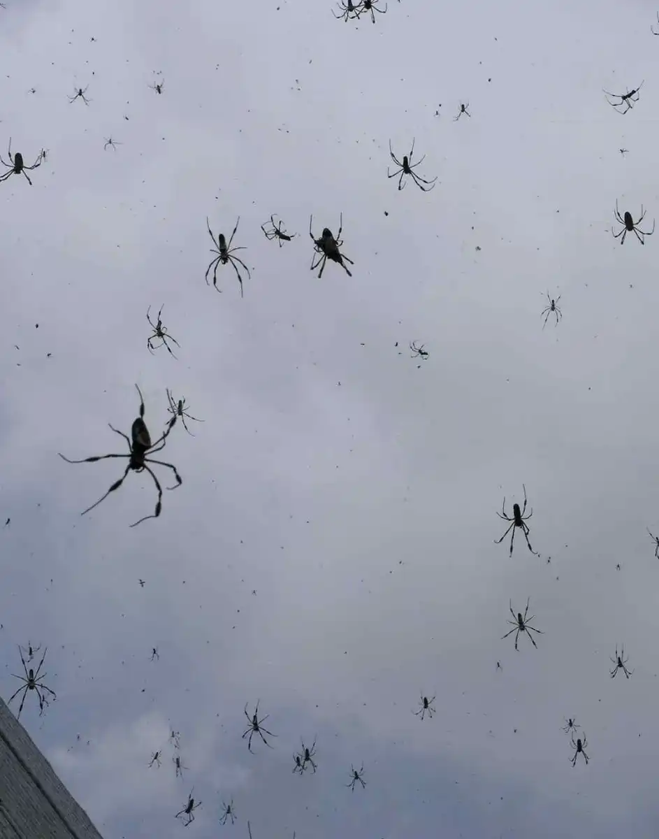 állatok, anomáliák, bizarr, furcsaságok, hihetetlen, időjárás, jelenségek, rejtélyek, természet, tudomány