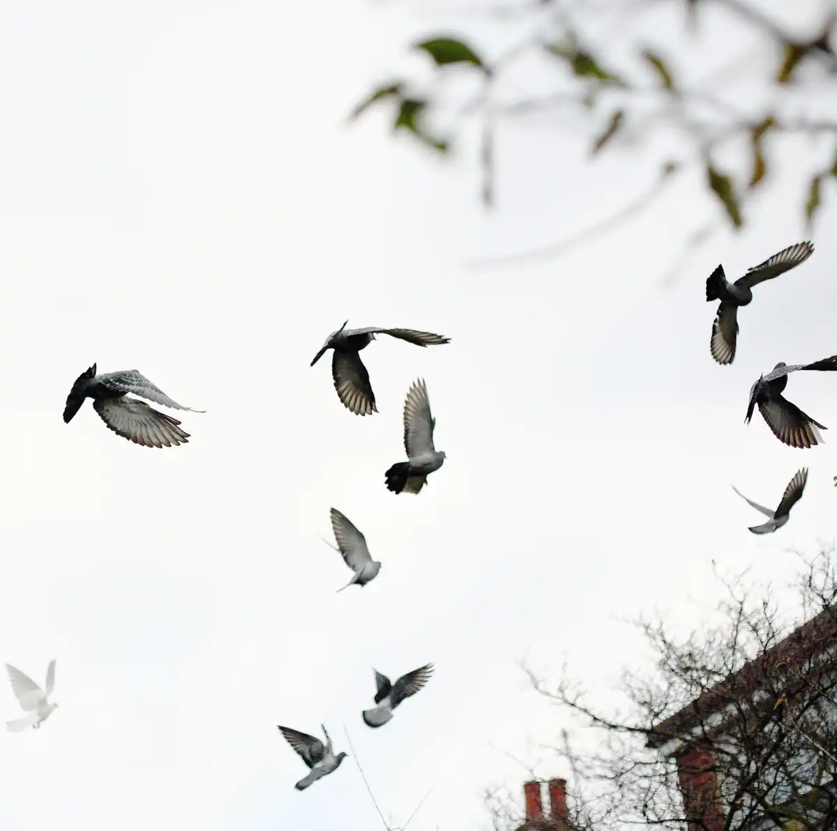 állatok, anomáliák, bizarr, furcsaságok, hihetetlen, időjárás, jelenségek, rejtélyek, természet, tudomány