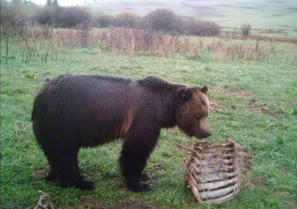 biológia, egészség, fertőzés, medve, parazita, természet, túlélés, vadászat, vadhús, veszély