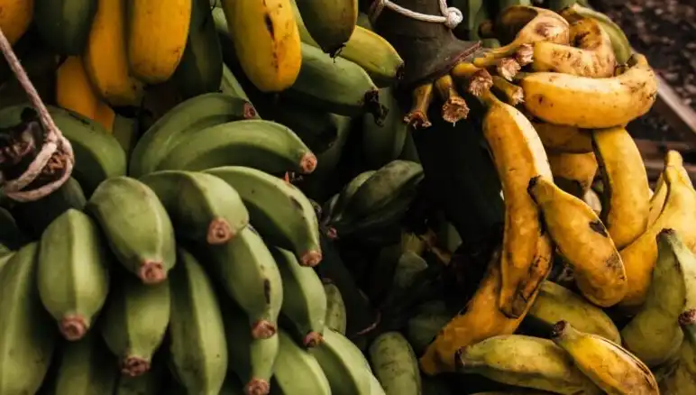 babona, Banán, hajózás, hiedelmek, kereskedelem, Kultúra, mítosz, tengerészet, történelem, veszély