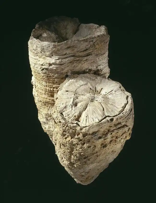 csillagászat, dinoszauruszok, fizika, föld, geológia, hold, idő, Őslénytan, tudomány, világűr