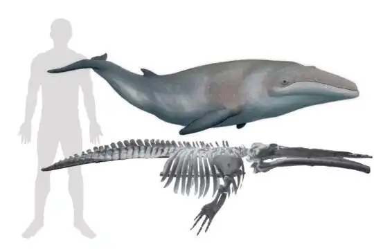 Aral-tó, evolúció, fekete-tenger, földrajz, geológia, Kaszpi-tenger, kihalás, Messinai sókrízis, miocén, ősföldrajz, őstörténet, paleontológia, Paratethys, természettudomány, tó, Üsztjürt-fennsík