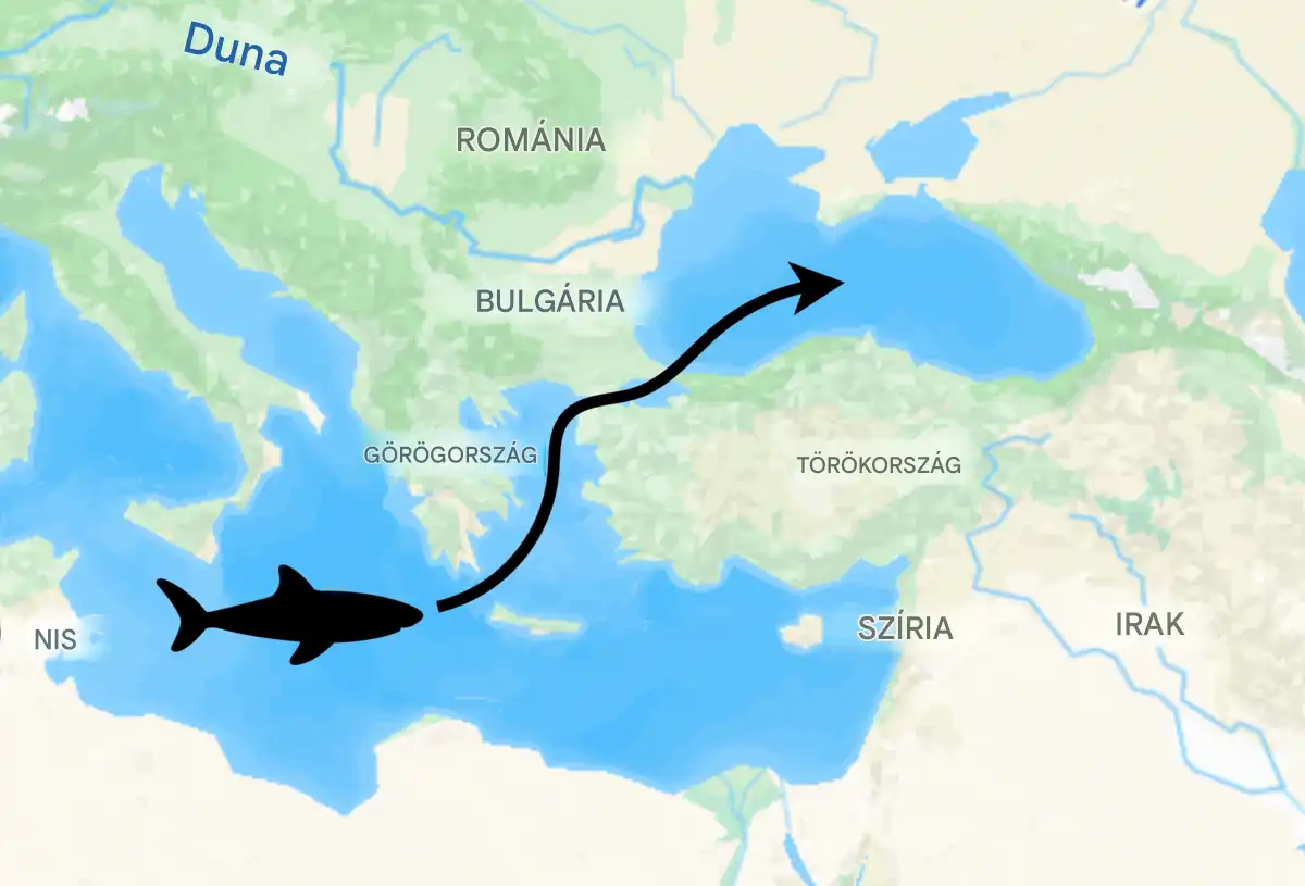 cápák, Cápák a Fekete-tengerben, Cápaveszély, fekete-tenger, Fürdés biztonsága Fekete-tenger, Katrány, Macskacápa, tengerbiológia, Tengeri cápák