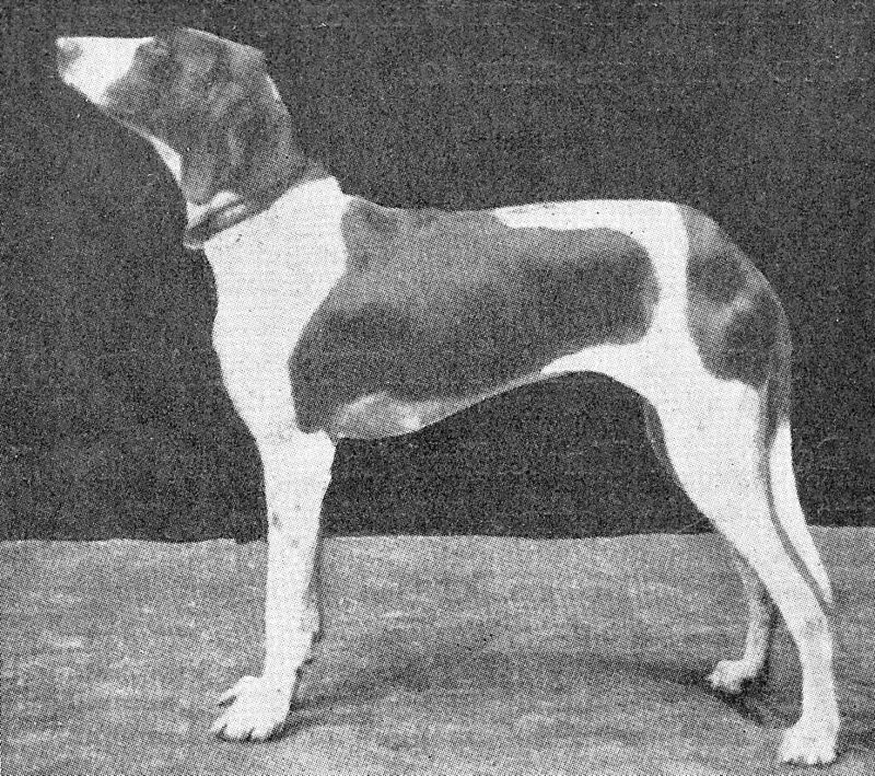 beagle, bernáthegyi, boxer, családi kutya, háziállat, kutyafajták, kutyatartás, labrador, vadászkutya