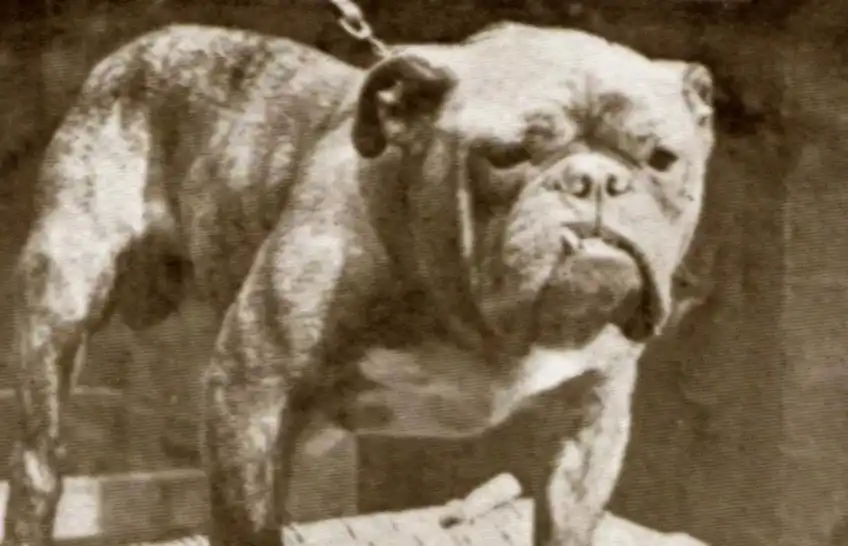beagle, bernáthegyi, boxer, családi kutya, háziállat, kutyafajták, kutyatartás, labrador, vadászkutya