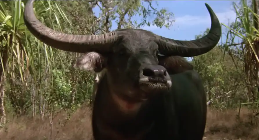 80-as évek, filmes érdekességek, kalandfilm, Krokodil Dundee, Kulisszatitkok, Linda Kozlowski, Paul Hogan, retró mozi, vígjáték