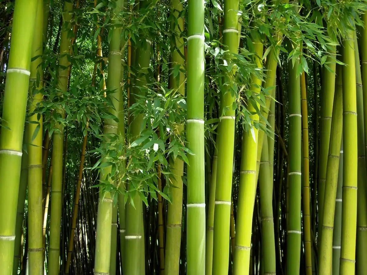 Bambusz, biológia, botanika, Érdekességek, növekedés, Növényvilág, rekord, sebesség, természet, tudomány