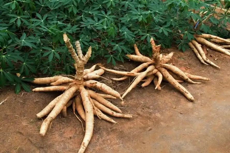 afrika, betegség, egészség, éhezés, gyerekek, klímaváltozás, szegénység, táplálkozás, társadalom, Válság